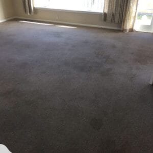 Carpet with visible pet stains before professional cleaning service.