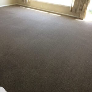 Carpet with pet stains cleaned and restored to its original condition.