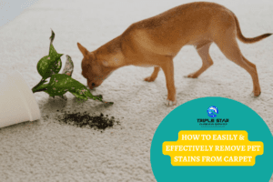 Small dog near a spilled plant on a carpet, representing common pet stains and cleaning challenges.