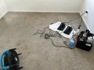 Professional stain treatment process on a carpet using specialized cleaning solutions, air dryers, and professional equipment.